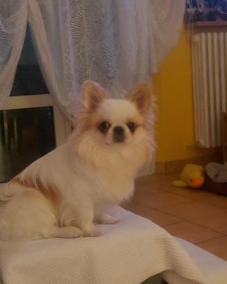 Chihuahua maschio pelo lungo per accoppiamento