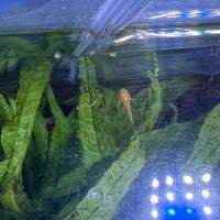 Avannotti ancistrus e guppi