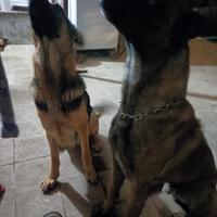 Malinois/pastore tedesco