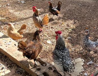 Galline