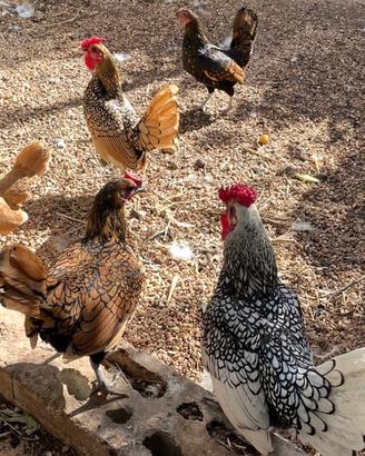 Galline