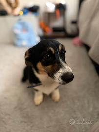 Cucciolo Corgi nero