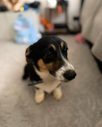 Cucciolo Corgi nero