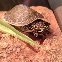 2 tartarughine d'acqua