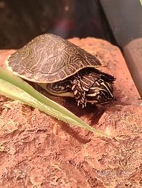 2 tartarughine d'acqua