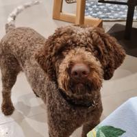 Lagotto romagnolo da monta