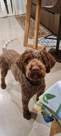 Lagotto romagnolo per accoppiamento