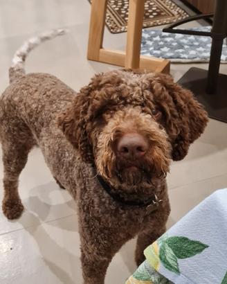 Lagotto romagnolo per accoppiamento