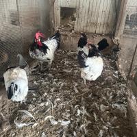 Galline Laikenfender