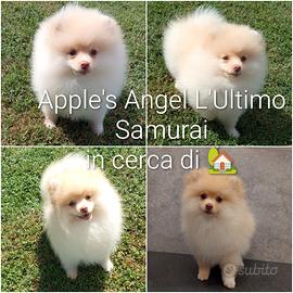 Cucciolo spitz tedesco/volpino