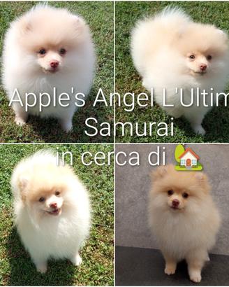 Cucciolo spitz tedesco/volpino