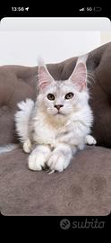 Maine coon CUCCIOLA altissimo livello LINEE ESTERE