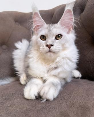 Maine coon CUCCIOLA altissimo livello LINEE ESTERE