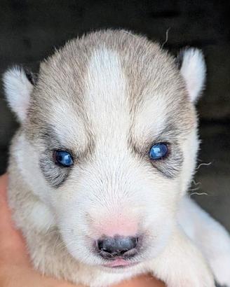 Cuccioli di Siberian Husky