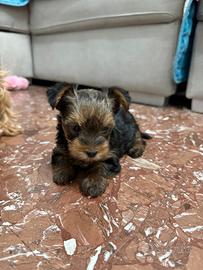 Yorky toy