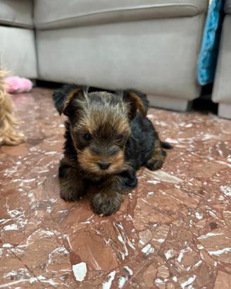 Yorky toy