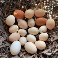Galline e galli ornamentali