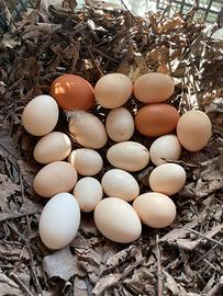 Galline e galli ornamentali