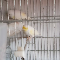 Coppia giallo mosaico