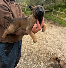 Pastore belga malinos