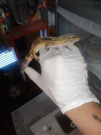 Geca leopardina black night