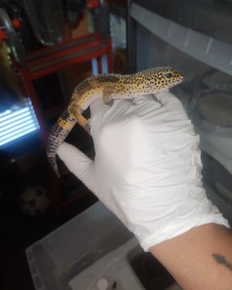 Geca leopardina black night