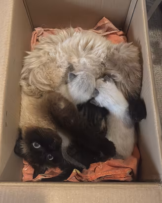 Animali