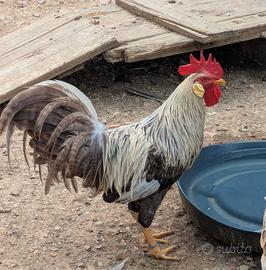 Gallo Livorno collo argento
