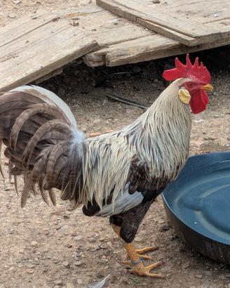 Gallo Livorno collo argento