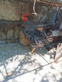 Galletto olive egger