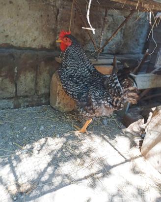 Galletto olive egger