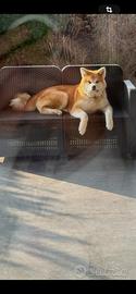 Vendita cani