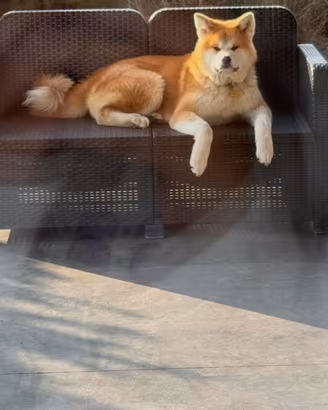 Vendita cani
