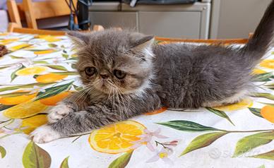 Gatto persiano