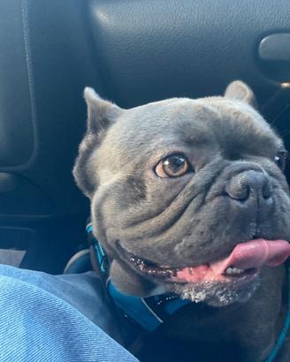 Cane per monta