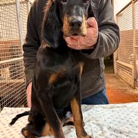Cuccioli Setter Gordon