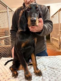 Cuccioli Setter Gordon
