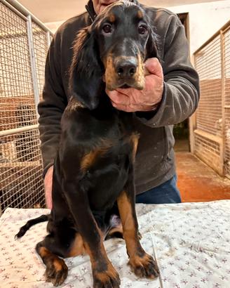 Cuccioli Setter Gordon