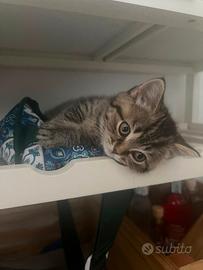 British shorthair femmina silver tabby