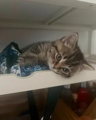 British shorthair femmina silver tabby