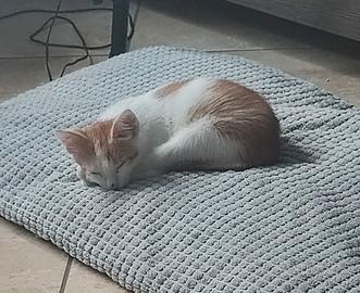 Cucciolo gatto dolcissimo
