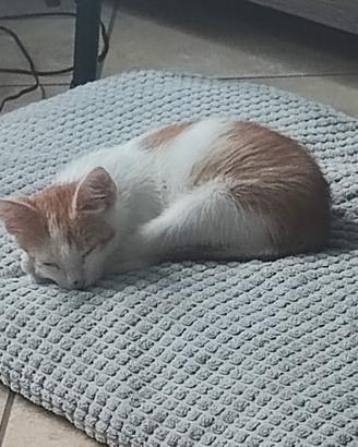 Cucciolo gatto dolcissimo