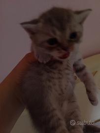 Scottish fold