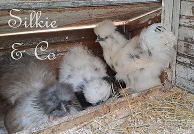 Moroseta SILKIE dalmatan