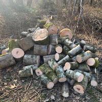 Legna di Faggio da ardere