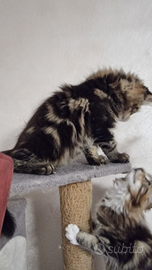 Maine coon con pedigree