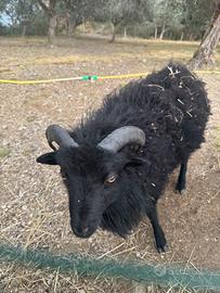 Maschio pecora d'ouessant