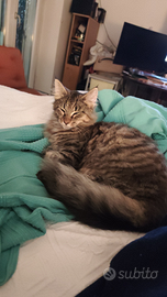 Cucciola di norvegese delle foreste