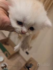3 cuccioli .maschio gattini persiano .
