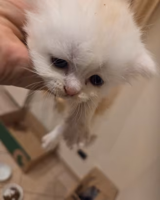 3 cuccioli .maschio gattini persiano .